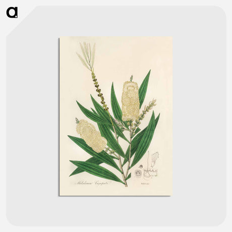 アートポストカード-Melaleuca cajuputi Illustration
 - 薬用植物学 Postcard.