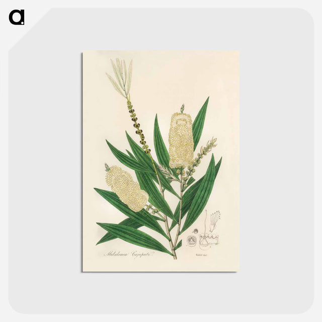 アートポストカード-Melaleuca cajuputi Illustration
 - 薬用植物学 Postcard.
