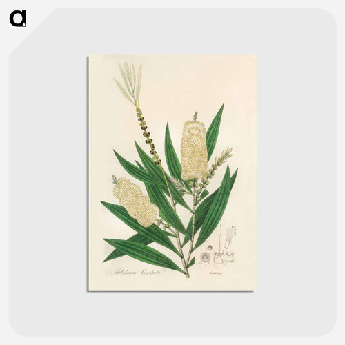 Melaleuca cajuputi Illustration
 - Medicinal Botany Postcard.