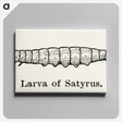 2-39_Moths-and-Butterflies-of-the-United-States_canvas