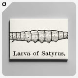 2-39_Moths-and-Butterflies-of-the-United-States_canvas