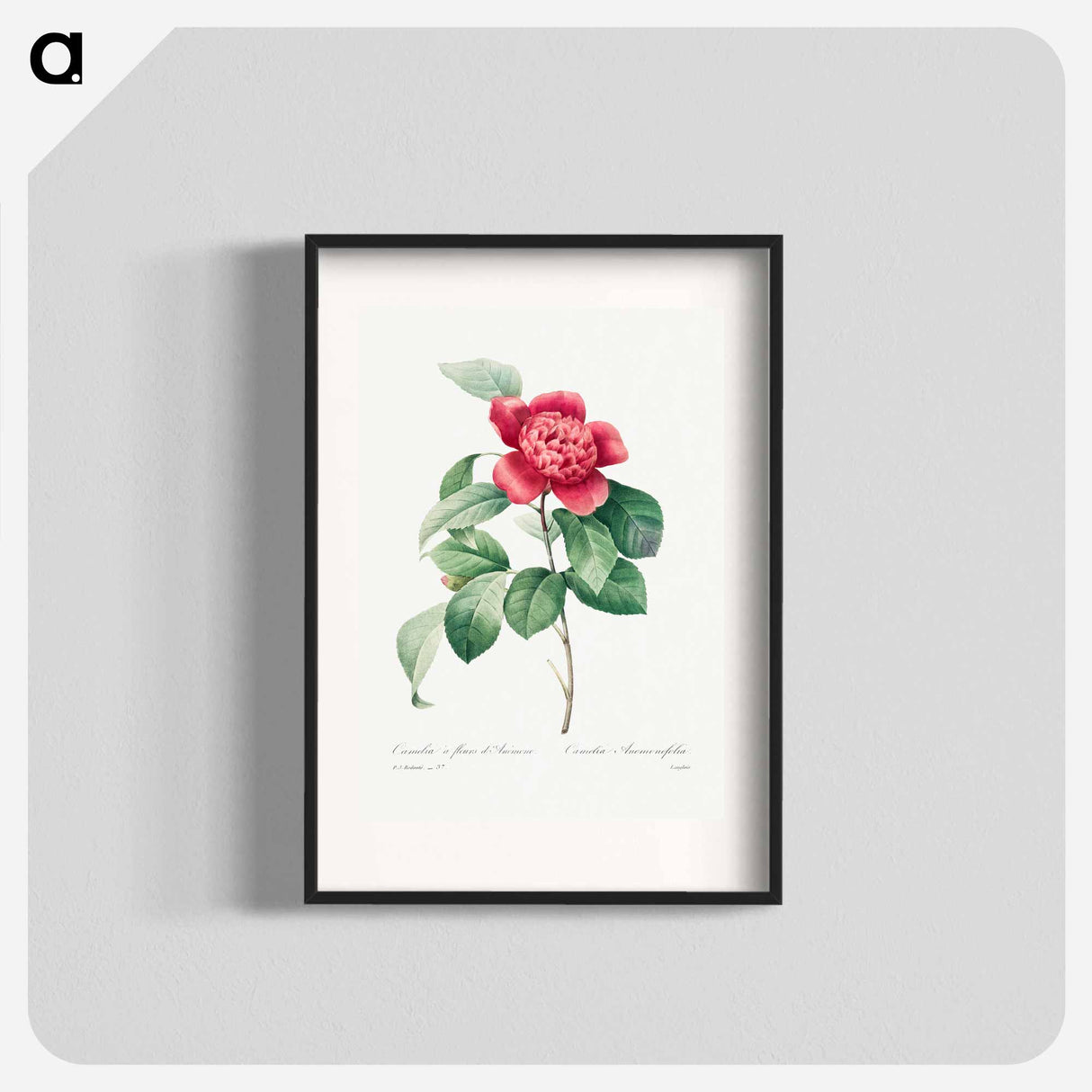 Red Anemone Camellia - Pierre Joseph Redouté Poster.