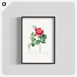 Red Anemone Camellia - Pierre Joseph Redouté Poster.