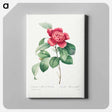 アートパネル-Red Anemone Camellia - ピエール ジョゼフ ルドゥーテ Canvas.