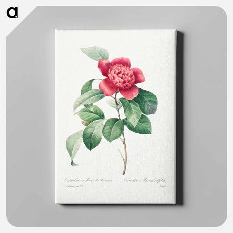 アートパネル-Red Anemone Camellia - ピエール ジョゼフ ルドゥーテ Canvas.