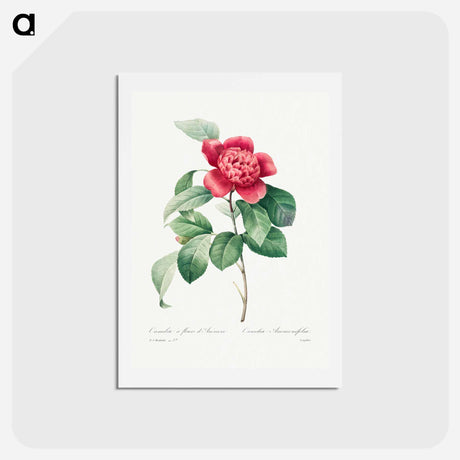 アートポストカード-Red Anemone Camellia - ピエール ジョゼフ ルドゥーテ Postcard.