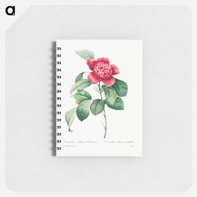 アートメモ帳-Red Anemone Camellia - ピエール ジョゼフ ルドゥーテ Memo.