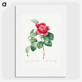 Red Anemone Camellia - ピエール ジョゼフ ルドゥーテ Poster.