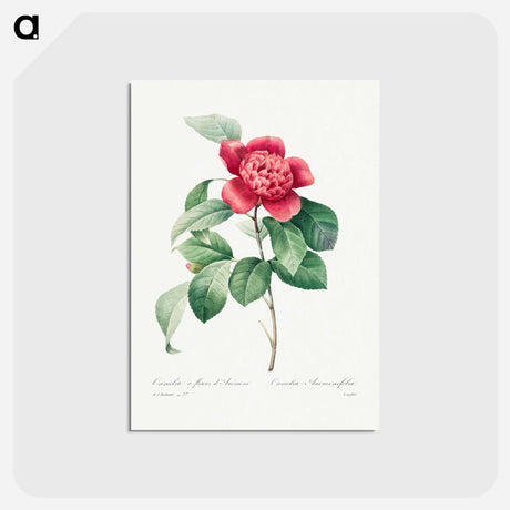 アートポストカード-Red Anemone Camellia - ピエール ジョゼフ ルドゥーテ Postcard.