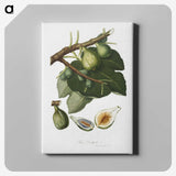 2-39_Pomona-Italiana_canvas