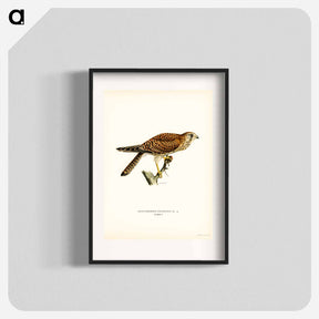 アートポスター-Common Kestrel Female
 - スヴェンスカ フォグラル Poster.