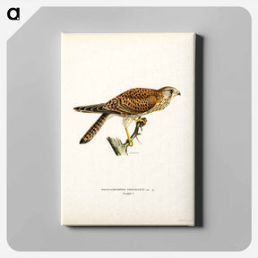 アートパネル-Common Kestrel Female
 - スヴェンスカ フォグラル Canvas.