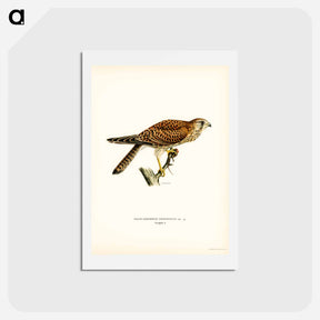 アートポストカード-Common Kestrel Female
 - スヴェンスカ フォグラル Postcard.