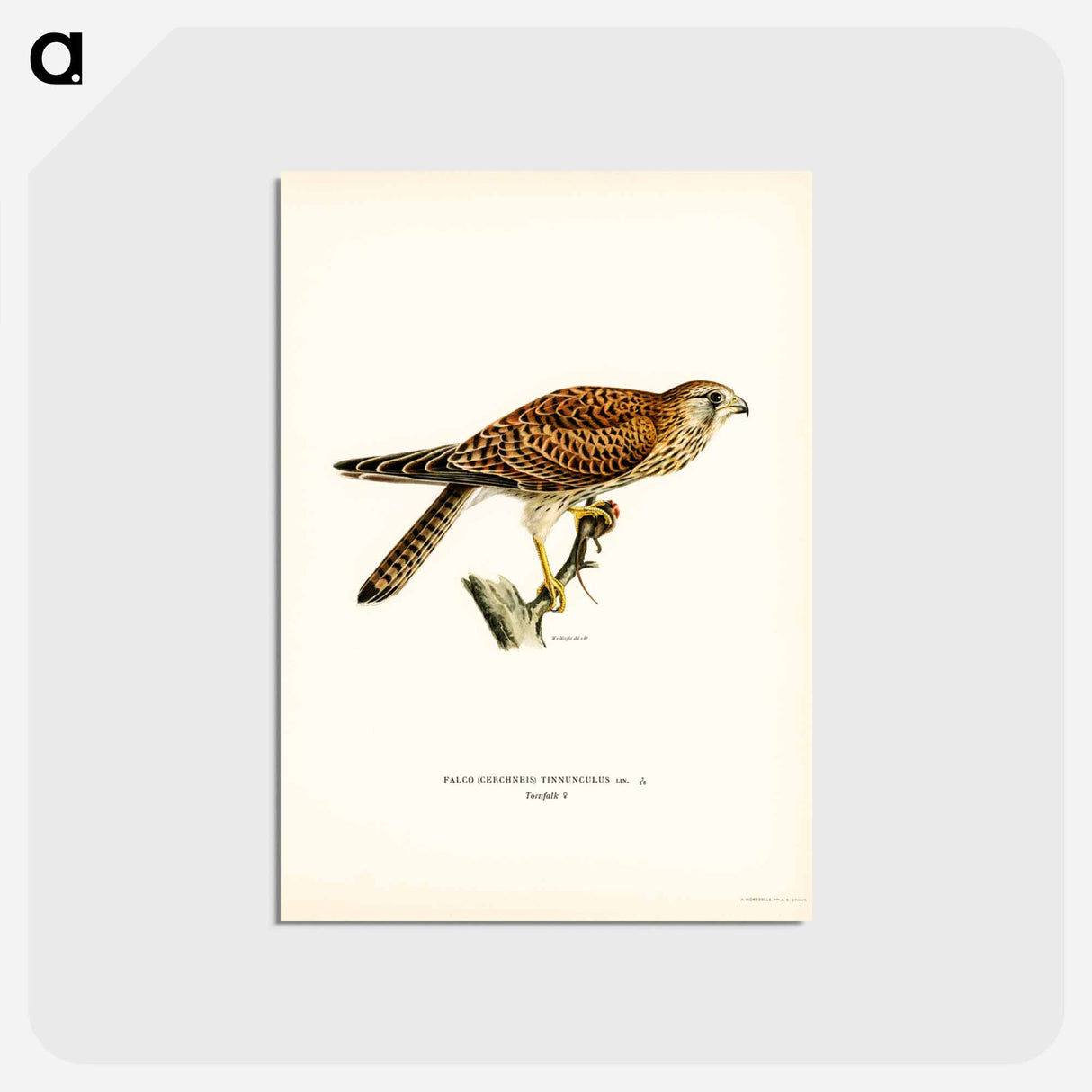 アートポストカード-Common Kestrel Female
 - スヴェンスカ フォグラル Postcard.