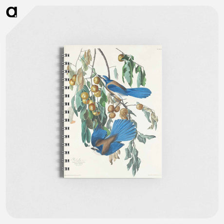 アートメモ帳-Florida Jay from Birds of America
 - アメリカの鳥たち Memo.