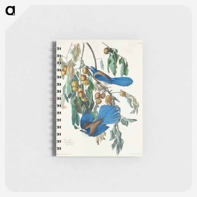 アートメモ帳-Florida Jay from Birds of America
 - アメリカの鳥たち Memo.