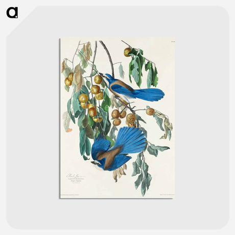 アートポストカード-Florida Jay from Birds of America
 - アメリカの鳥たち Postcard.