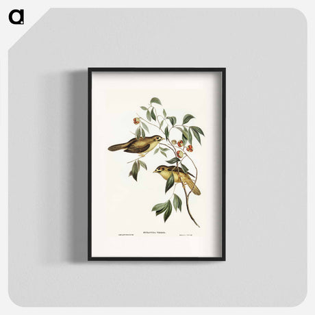 アートポスター-Australian Bell Bird
 - オーストラリアの鳥 Poster.