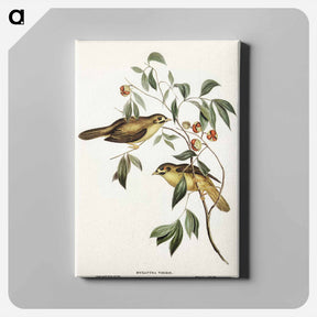 アートパネル-Australian Bell Bird
 - オーストラリアの鳥 Canvas.