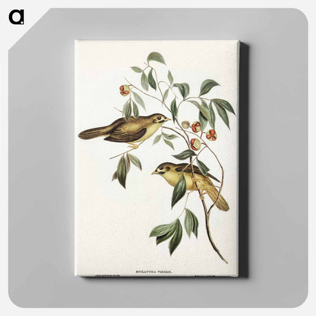 アートパネル-Australian Bell Bird
 - オーストラリアの鳥 Canvas.
