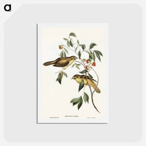 アートポストカード-Australian Bell Bird
 - オーストラリアの鳥 Postcard.