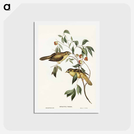 アートポストカード-Australian Bell Bird
 - オーストラリアの鳥 Postcard.