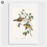 アートポスター-Australian Bell Bird
 - オーストラリアの鳥 Poster.