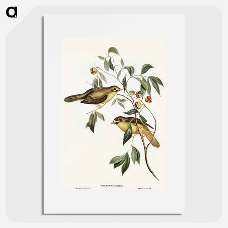 アートポスター-Australian Bell Bird
 - オーストラリアの鳥 Poster.