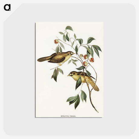 アートポストカード-Australian Bell Bird
 - オーストラリアの鳥 Postcard.