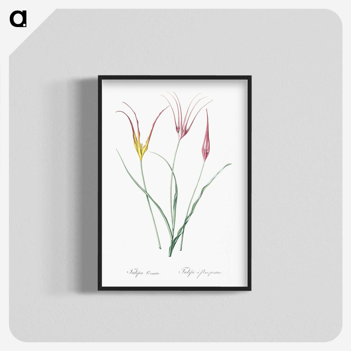 2-39_The-Lilies_blk-crop