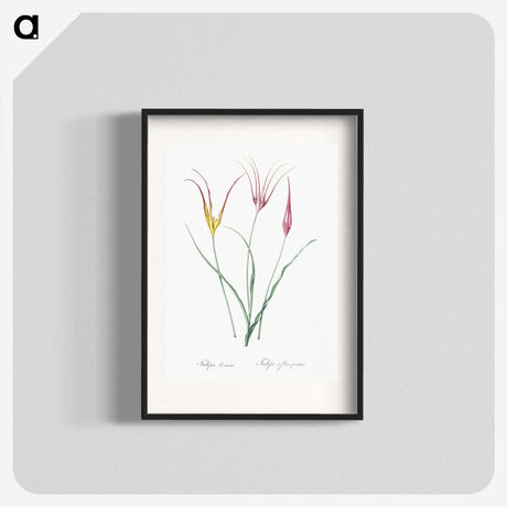 2-39_The-Lilies_blk