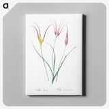 2-39_The-Lilies_canvas