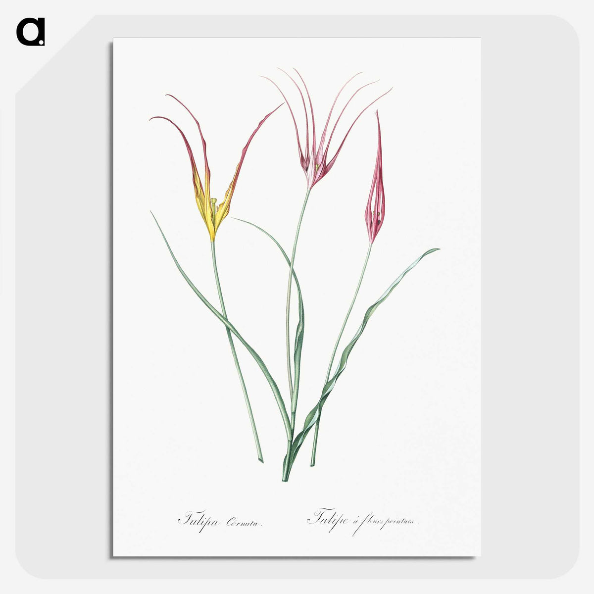 2-39_The-Lilies_picture-crop