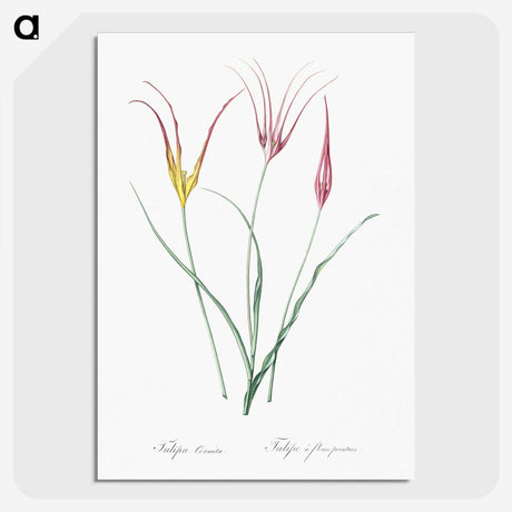 2-39_The-Lilies_picture-crop