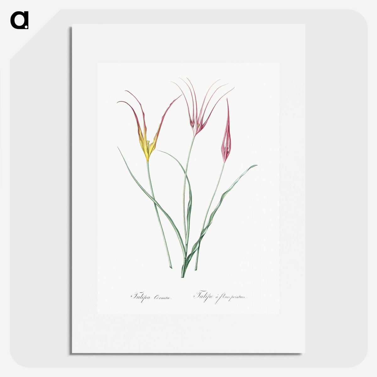 2-39_The-Lilies_picture