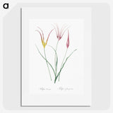 2-39_The-Lilies_picture