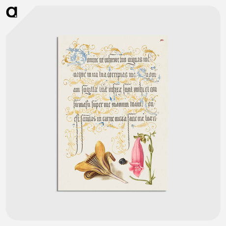 アートポストカード-Cloth of Gold Crocus, Beetle, and Foxglove from Mira Calligraphiae Monumenta or The Model Book of Calligraphy
 - 書道のお手本 Postcard.