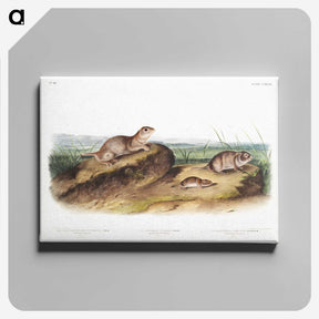 2-39_The-Viviparous-Quadrupeds_canvas