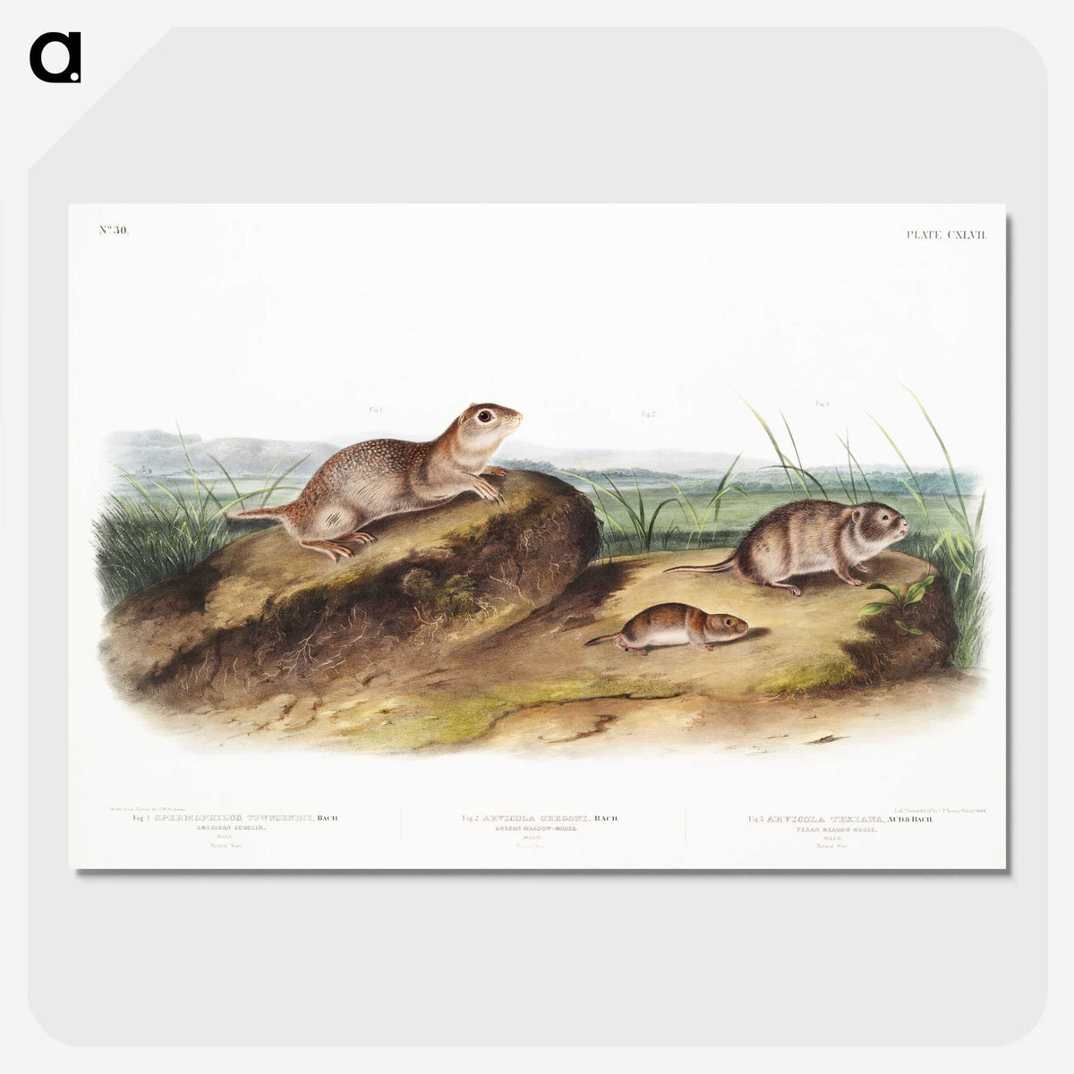 2-39_The-Viviparous-Quadrupeds_picture-crop