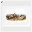 2-39_The-Viviparous-Quadrupeds_picture