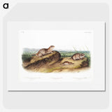 2-39_The-Viviparous-Quadrupeds_picture
