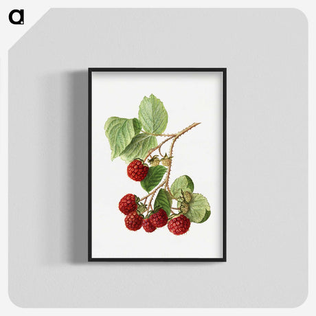 2-39_USDA-Watercolor-Fruit-Painting-Collection_blk-crop