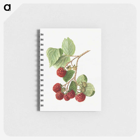 2-39_USDA-Watercolor-Fruit-Painting-Collection_memo