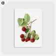 2-39_USDA-Watercolor-Fruit-Painting-Collection_postcard