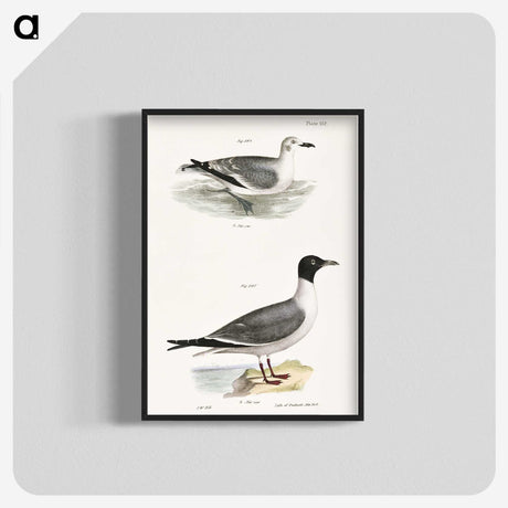 2-39_Zoology-of-New-York_blk-crop