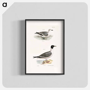 アートポスター-Laughing Gull, young - ニューヨークの動物学 Poster.