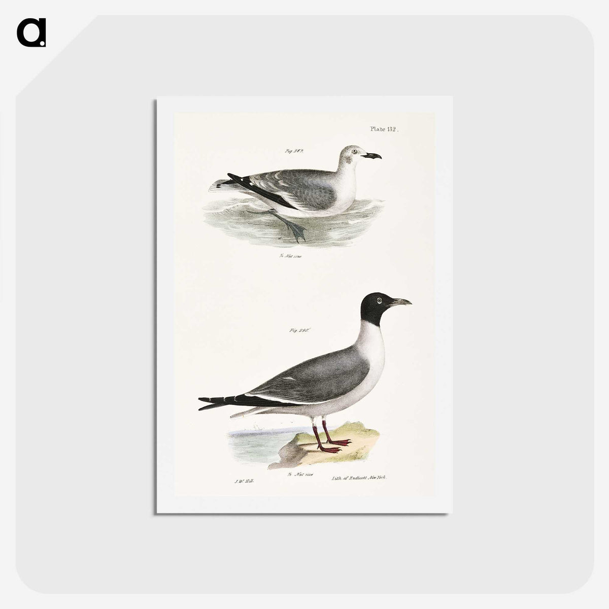 2-39_Zoology-of-New-York_hagaki