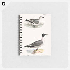 アートメモ帳-Laughing Gull, young - ニューヨークの動物学 Memo.