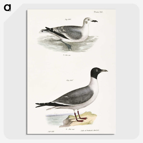 2-39_Zoology-of-New-York_picture-crop