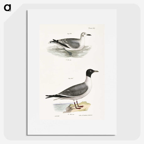 2-39_Zoology-of-New-York_picture